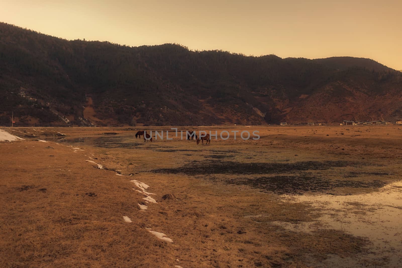 Horse in Napa lake located at Shangri-la, China