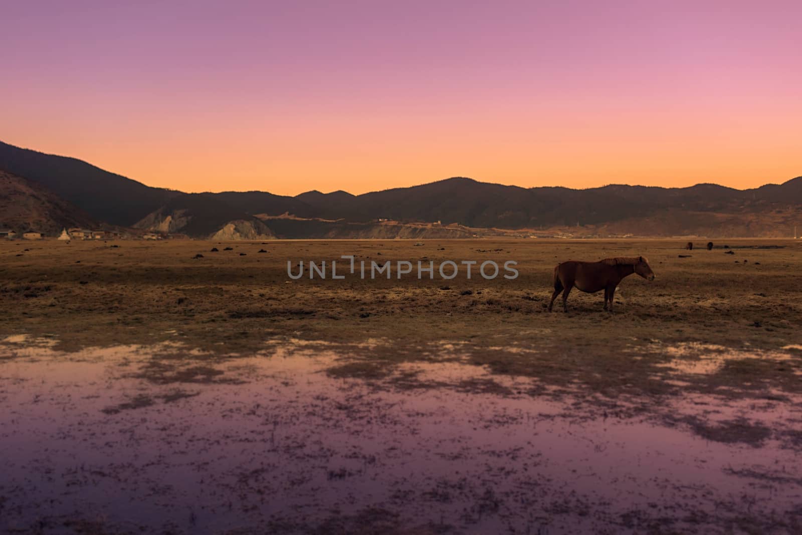 Horse in Napa lake located at Shangri-la, China