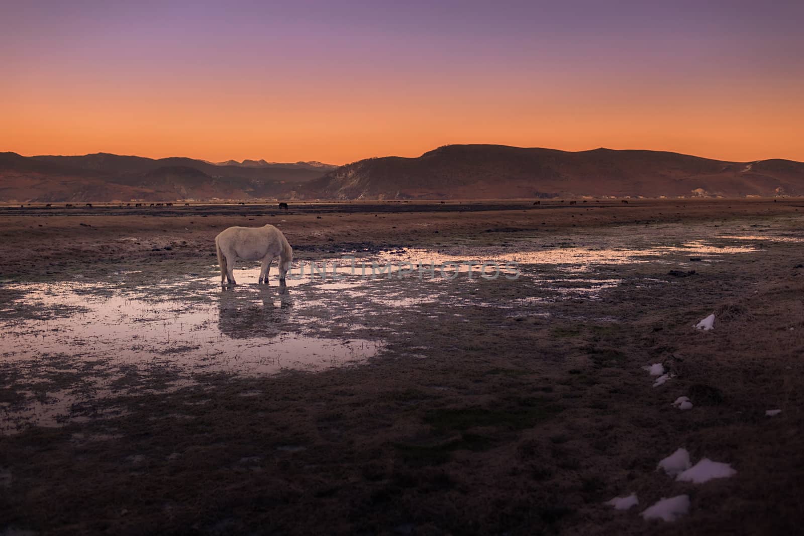 Horse in Napa lake located at Shangri-la, China