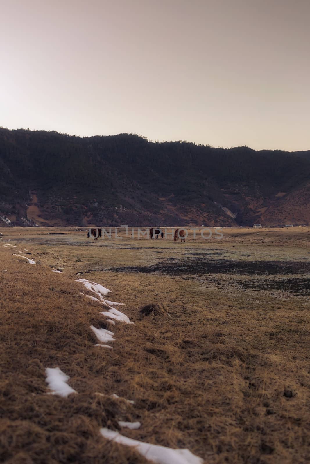 Horse in Napa lake located at Shangri-la, China