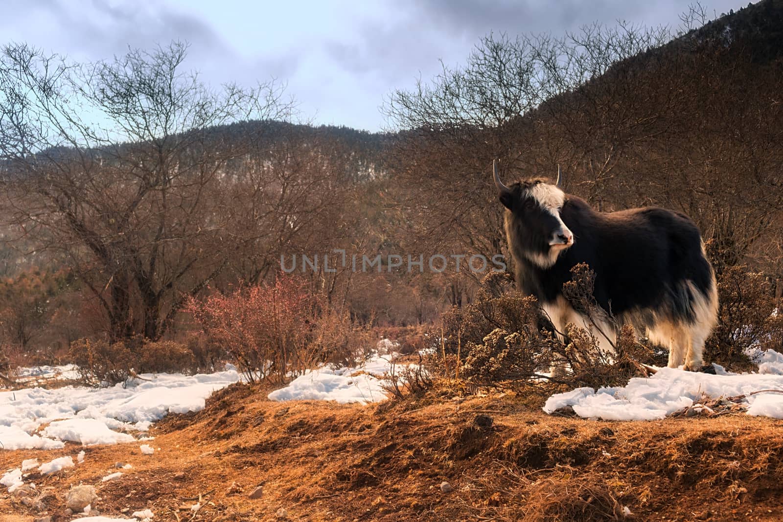 Shika Snow Mountain in Yunnan, China