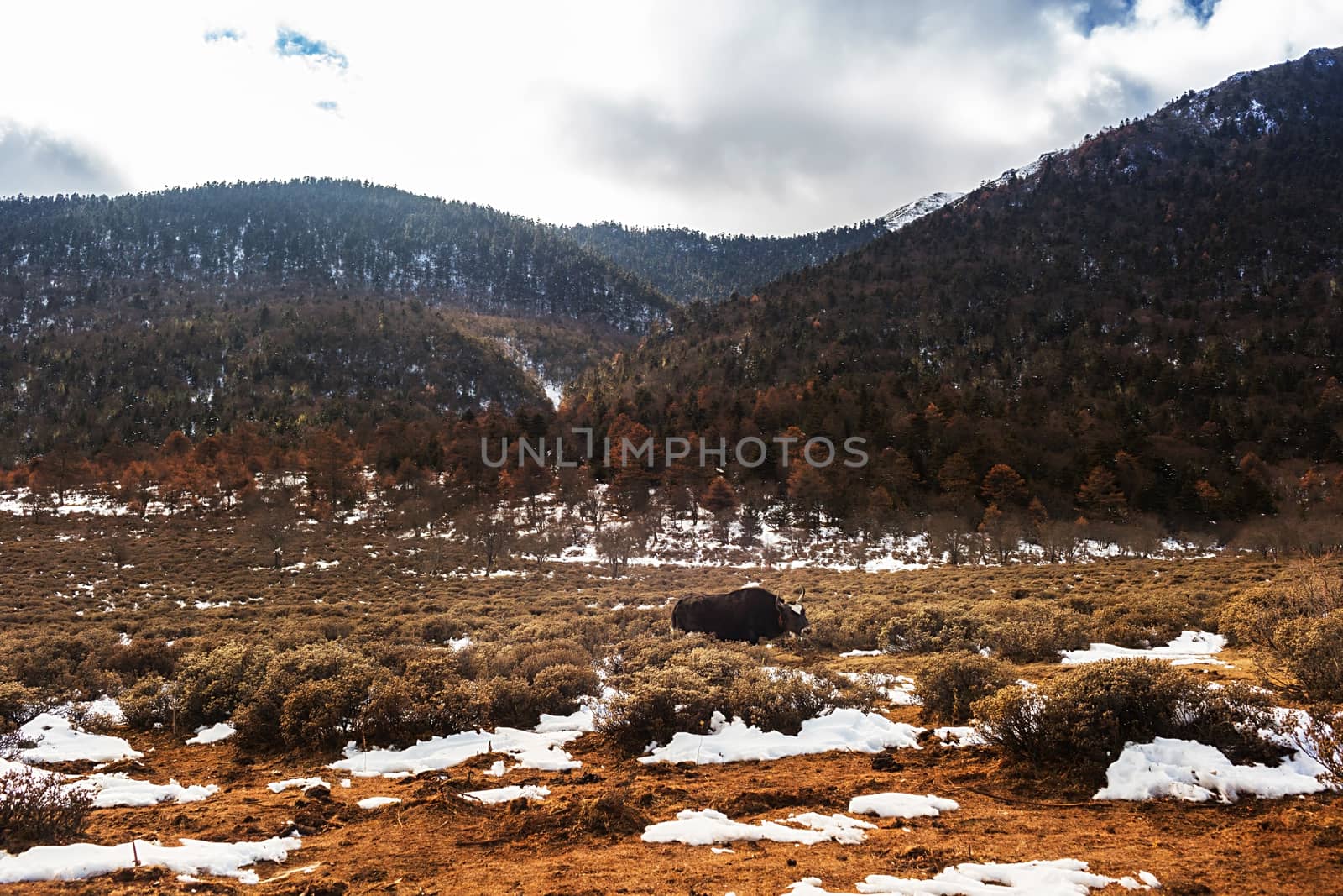 Shika Snow Mountain in Yunnan, China