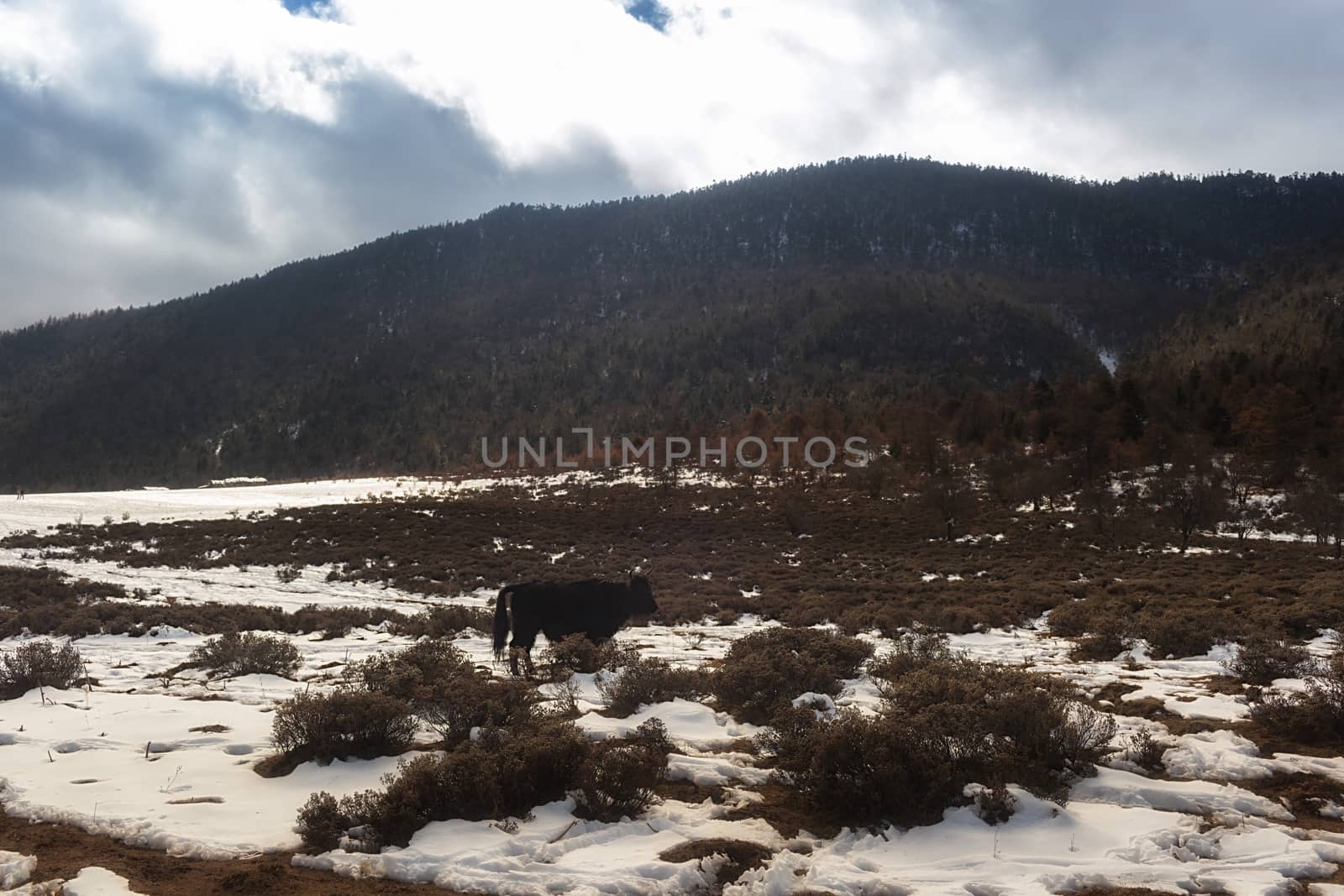 Shika Snow Mountain in Yunnan, China