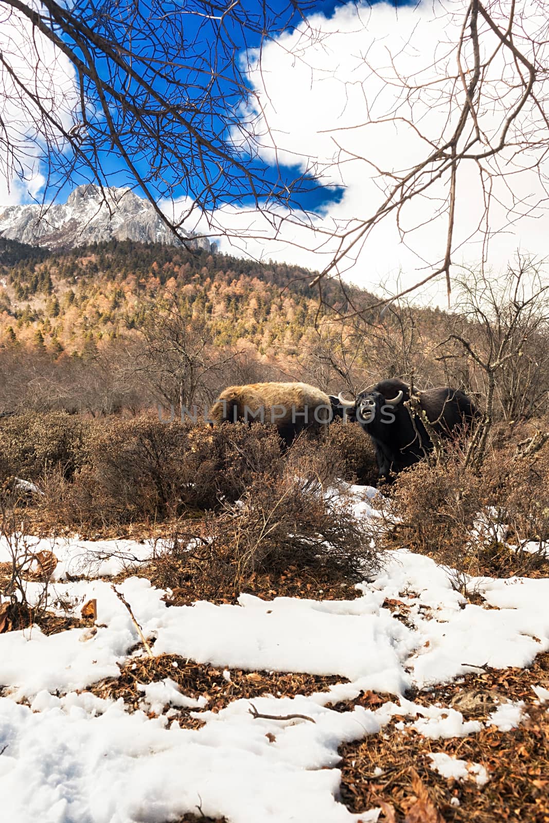 Shika Snow Mountain in Yunnan, China