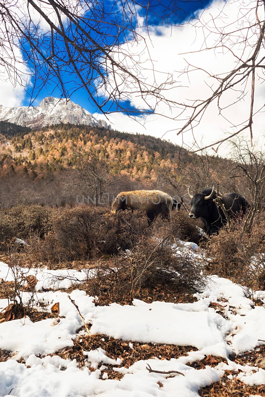 Shika Snow Mountain in Yunnan, China