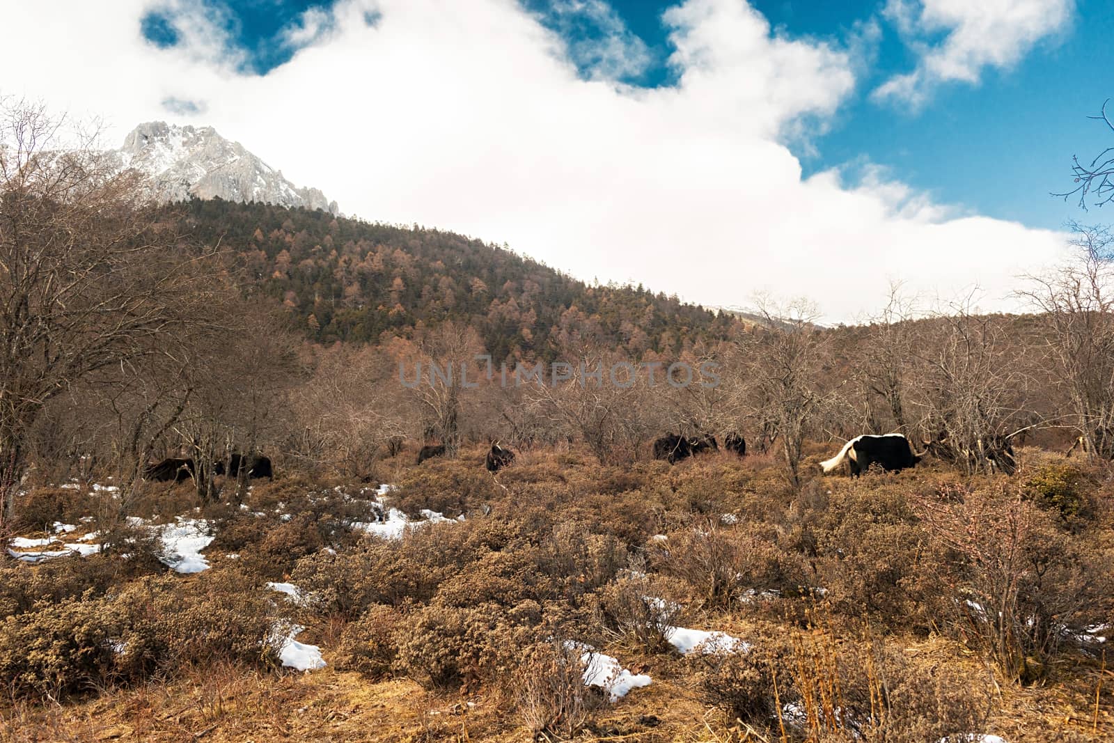 Shika Snow Mountain in Yunnan, China