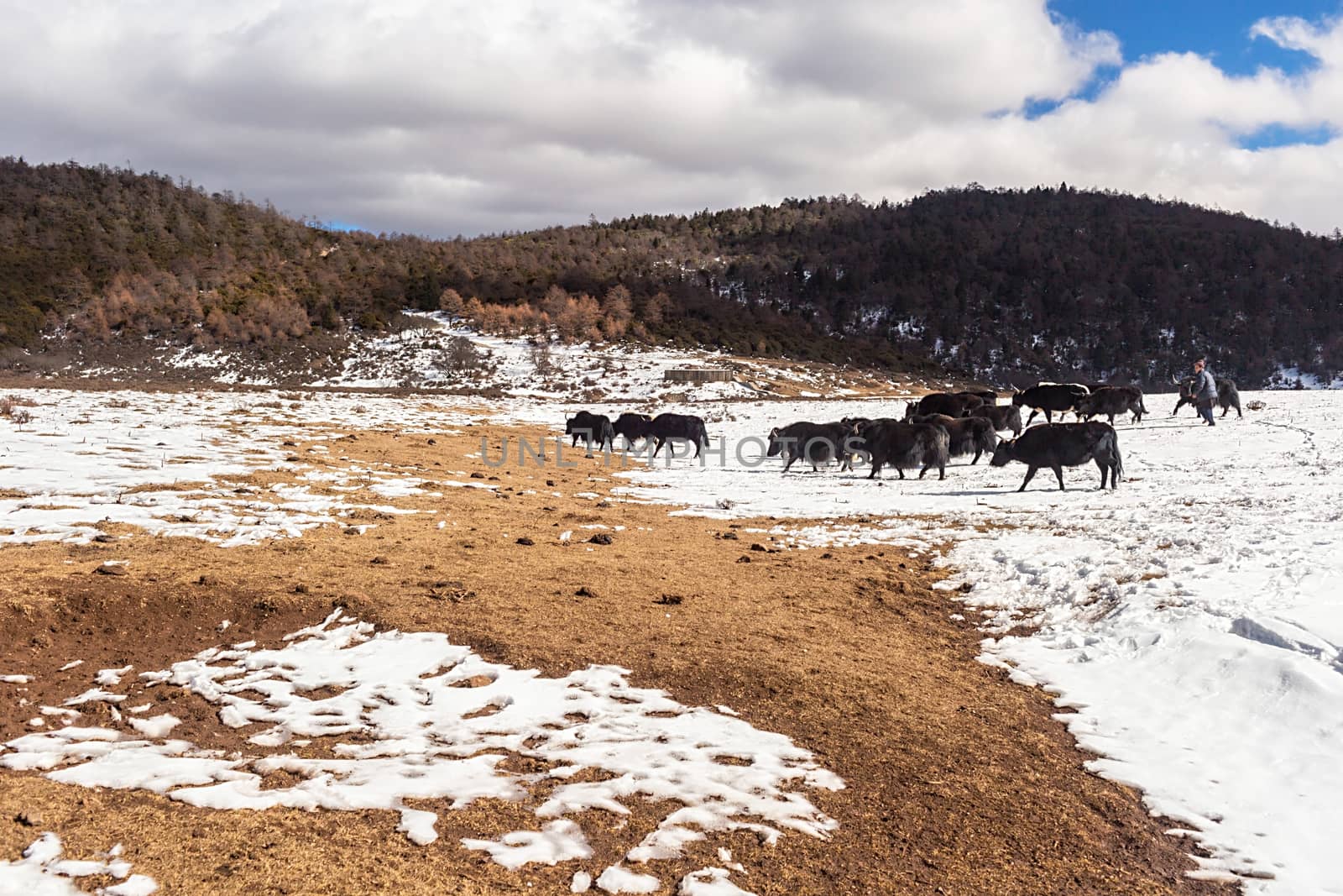 Shika Snow Mountain in Yunnan, China