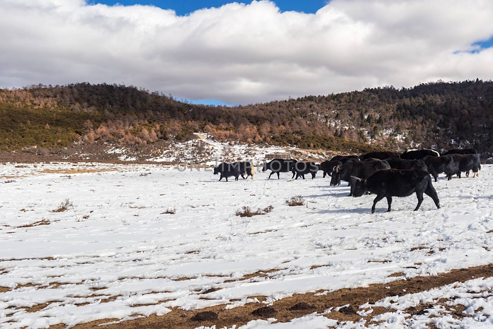 Shika Snow Mountain in Yunnan, China