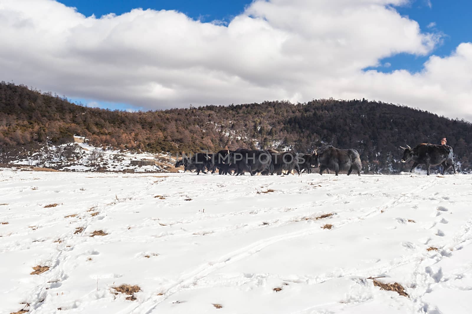 Shika Snow Mountain in Yunnan, China