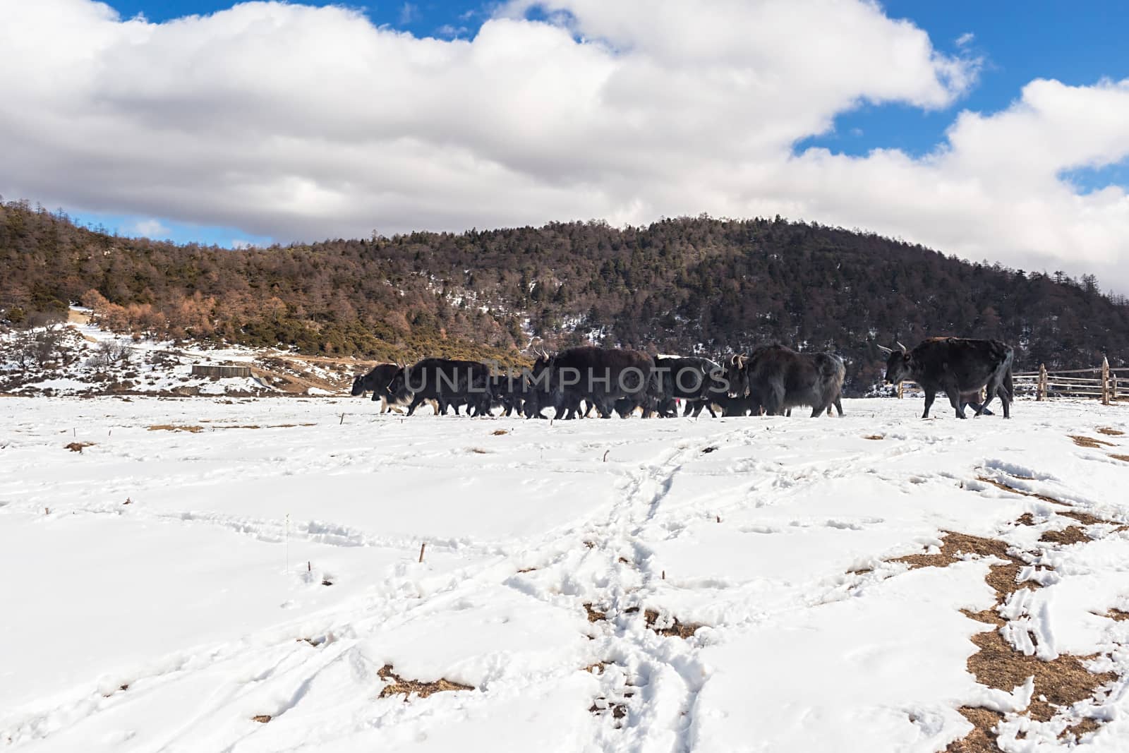 Shika Snow Mountain in Yunnan, China