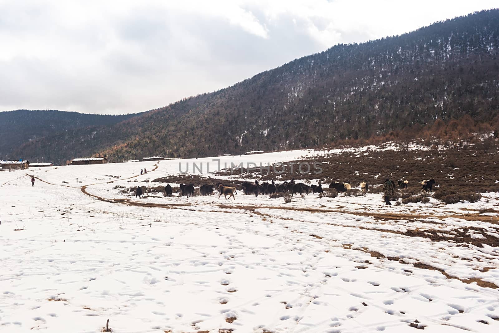 Shika Snow Mountain in Yunnan, China