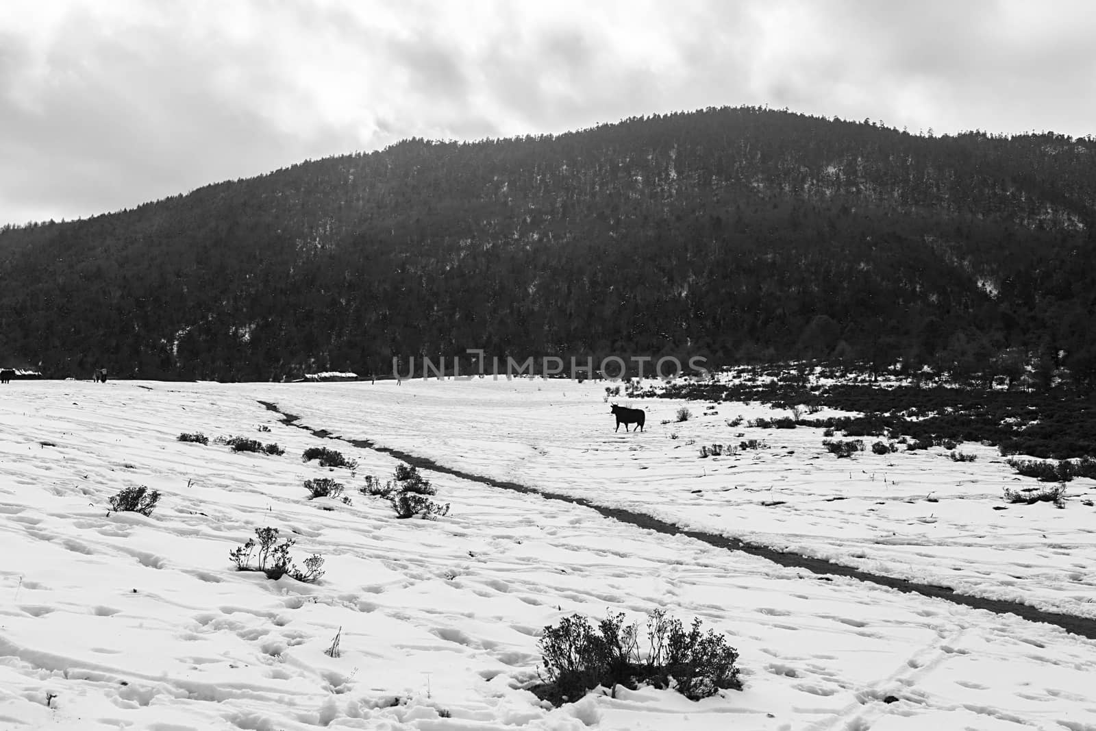 Shika Snow Mountain in Yunnan, China