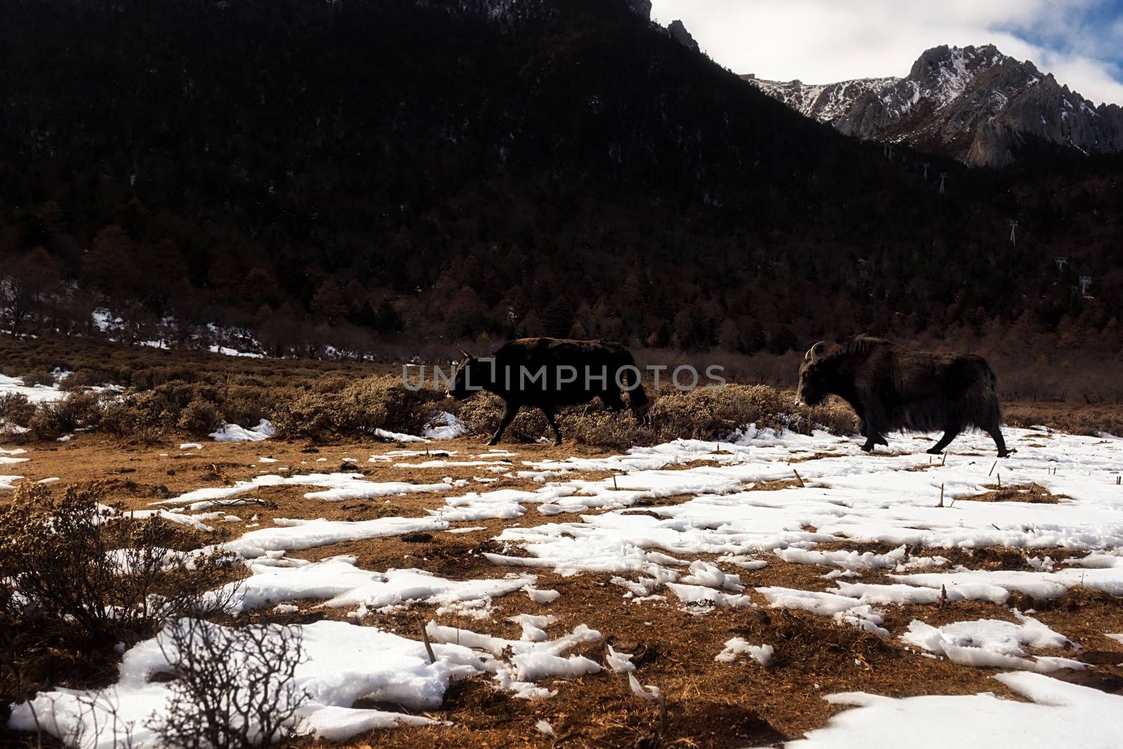 Shika Snow Mountain in Yunnan, China