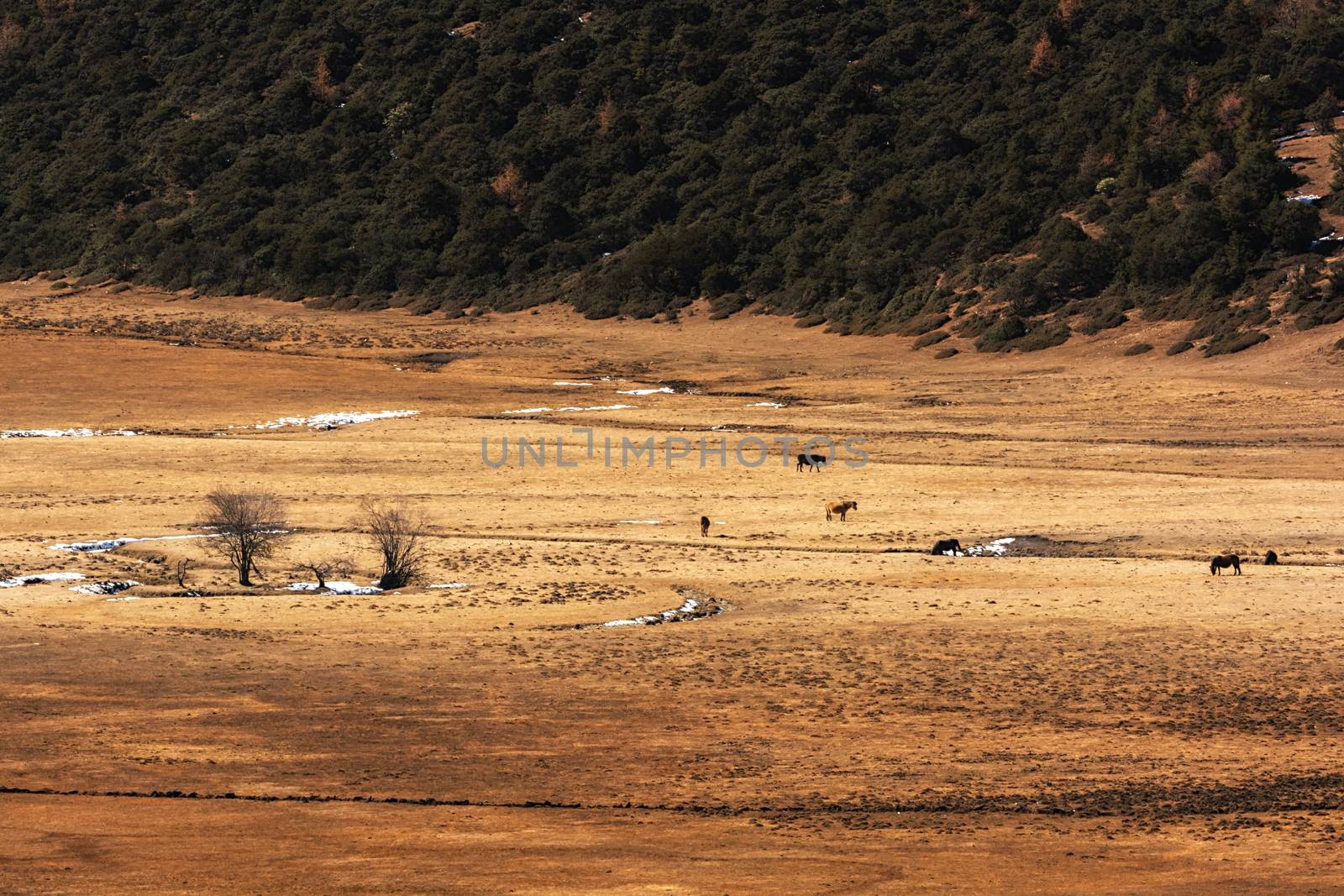 Animals in Pudacuo National Park, Shangri-la, China