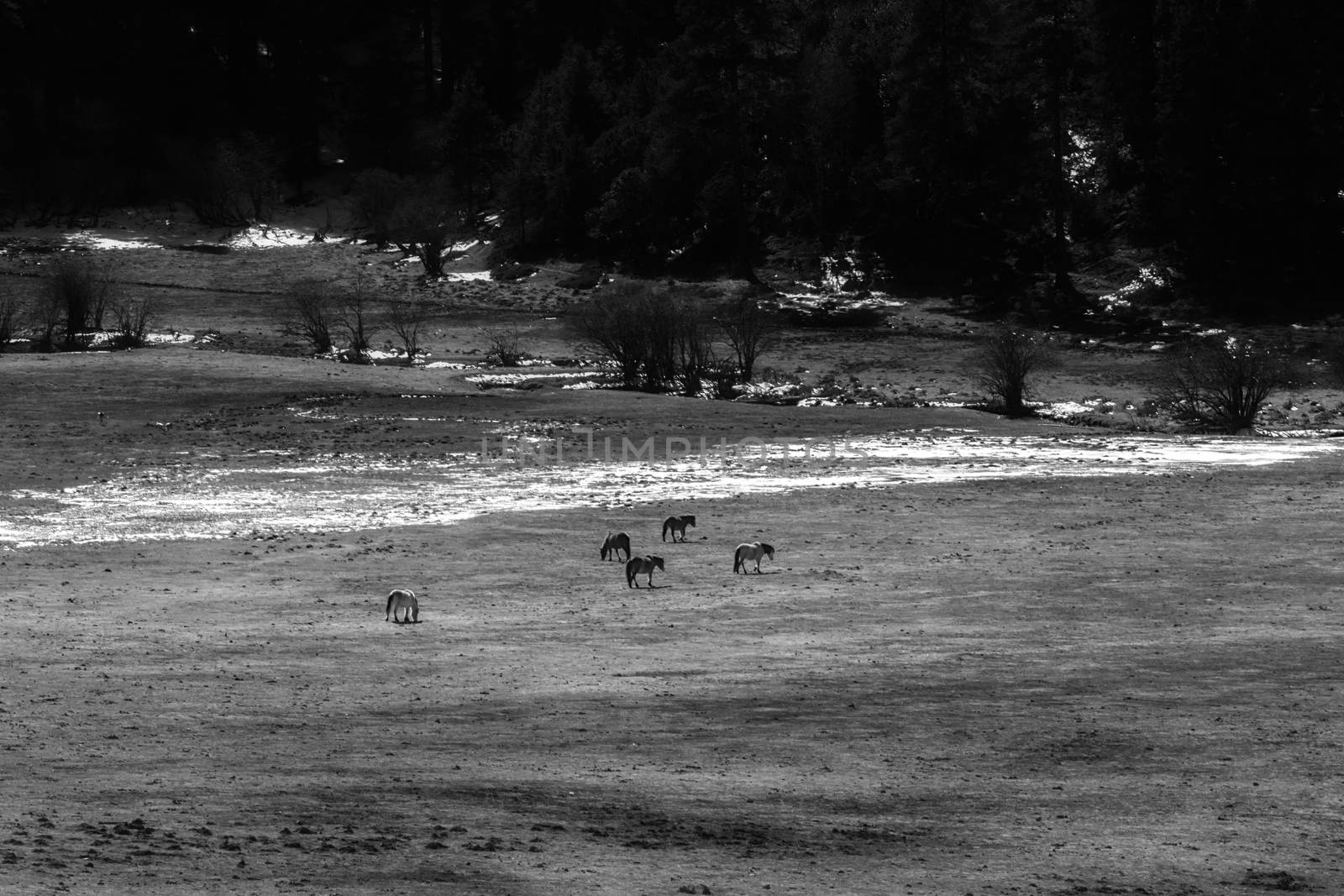 Animals in Pudacuo National Park, Shangri-la, China