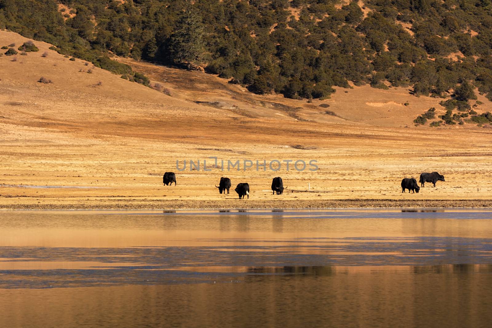 Animals in Pudacuo National Park, Shangri-la, China