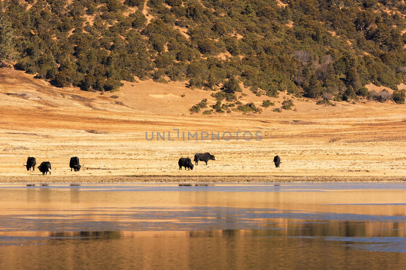 Animals in Pudacuo National Park, Shangri-la, China