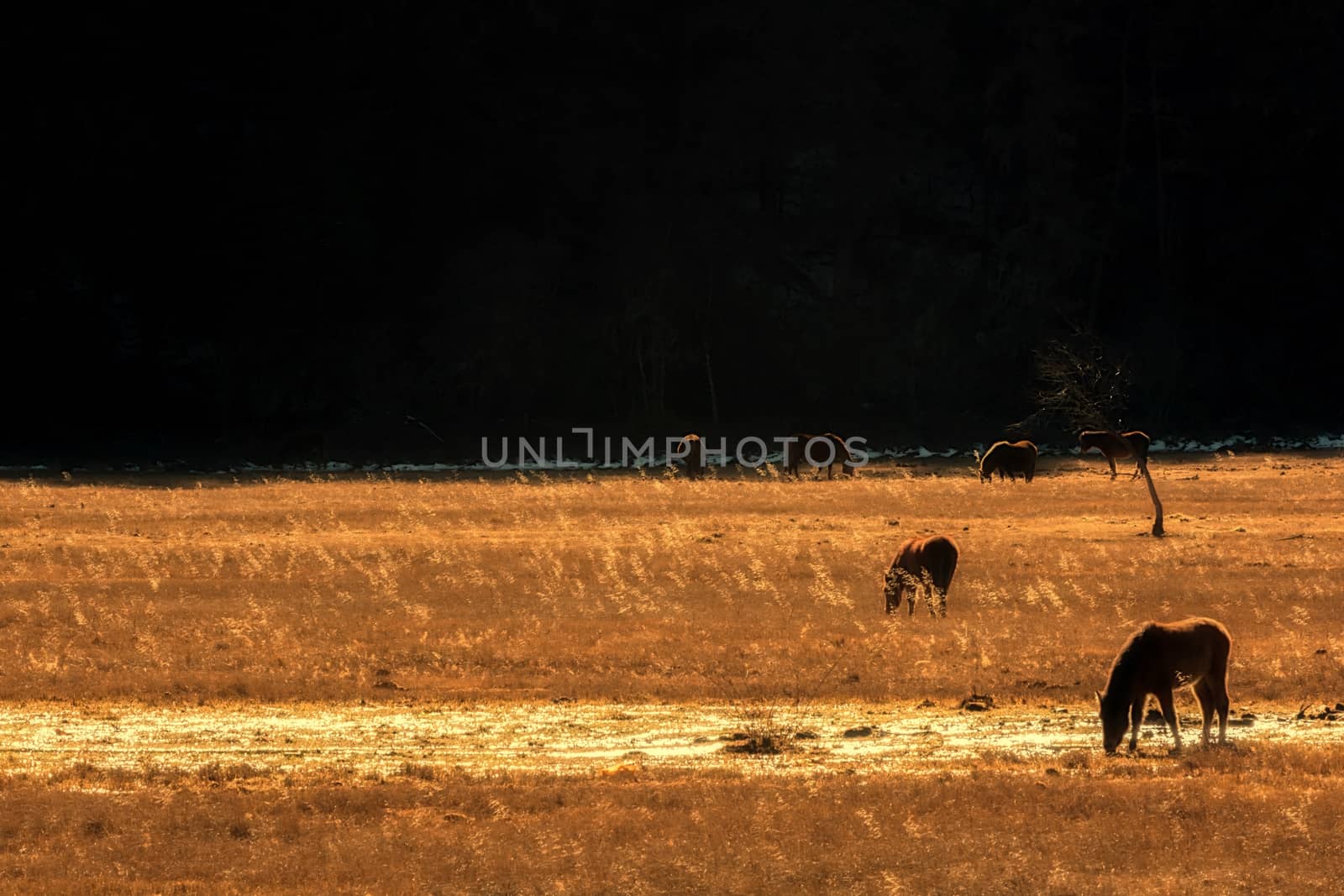 Horse grazing on pasture in Pudacuo National Park, Shangri-la, China