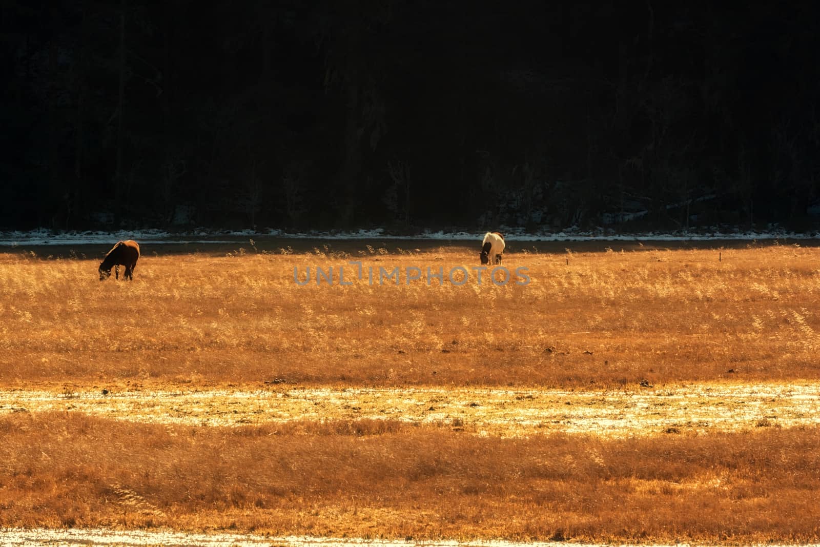 Horse grazing on pasture in Pudacuo National Park, Shangri-la, China