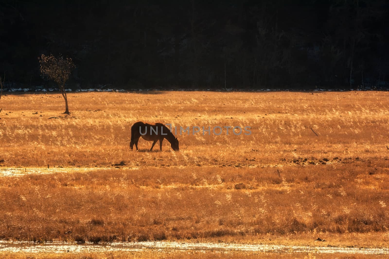 Horse grazing on pasture in Pudacuo National Park, Shangri-la, China