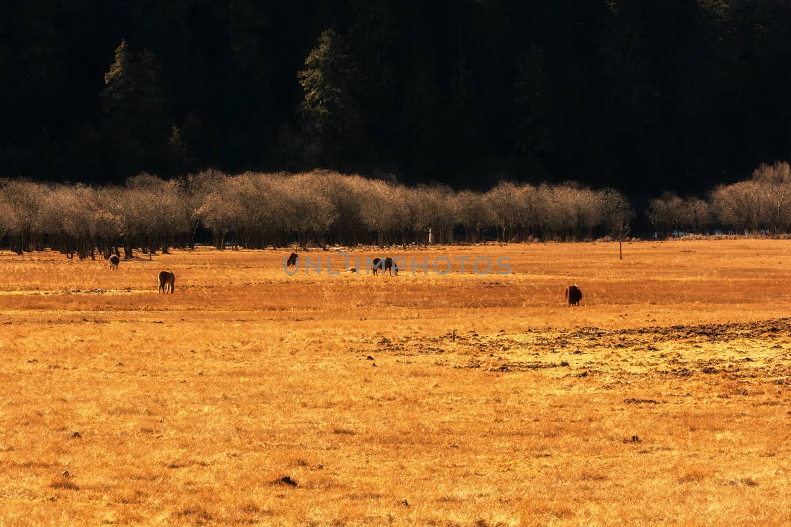 Horse grazing on pasture in Pudacuo National Park, Shangri-la, China