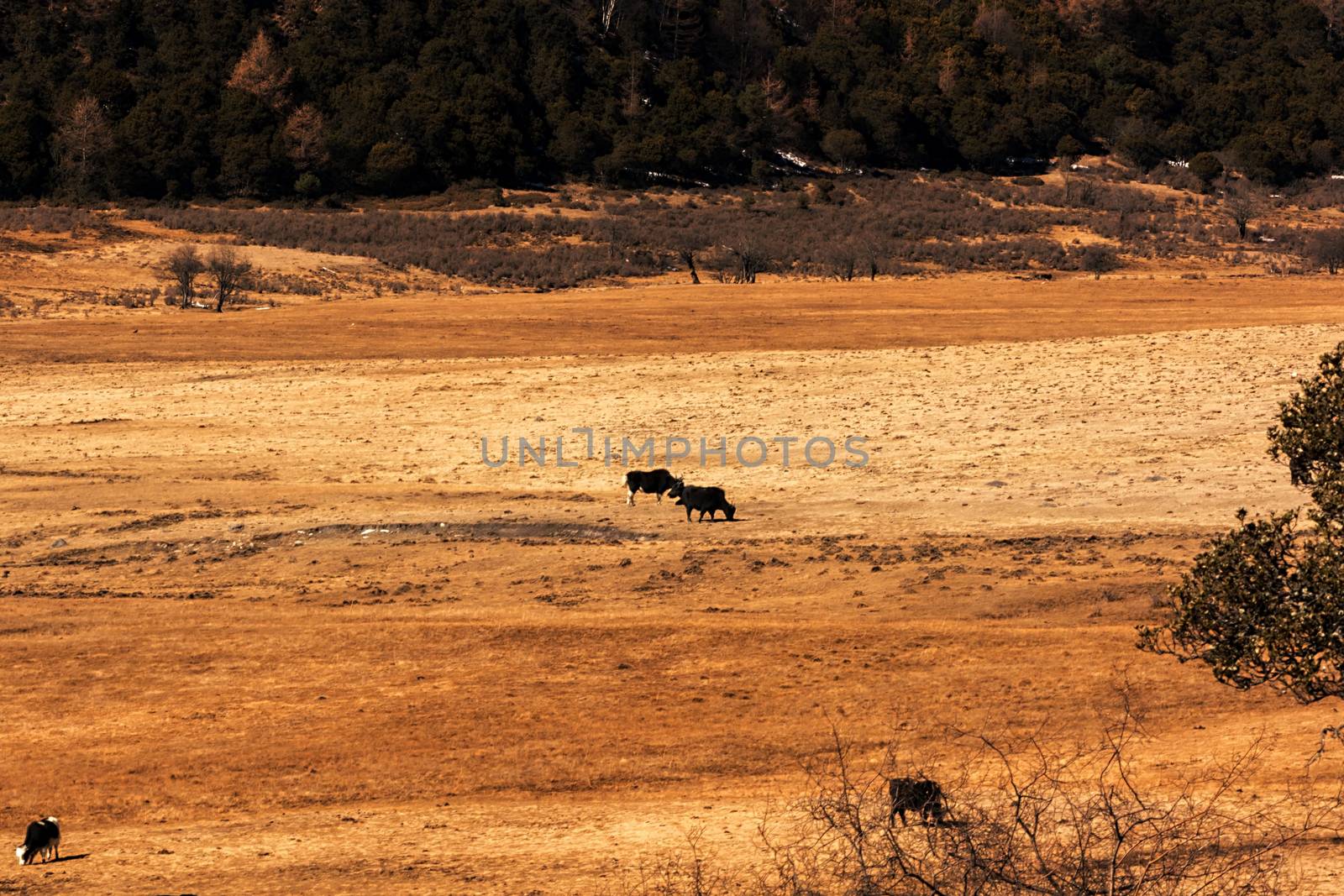 Animals in Pudacuo National Park, Shangri-la, China