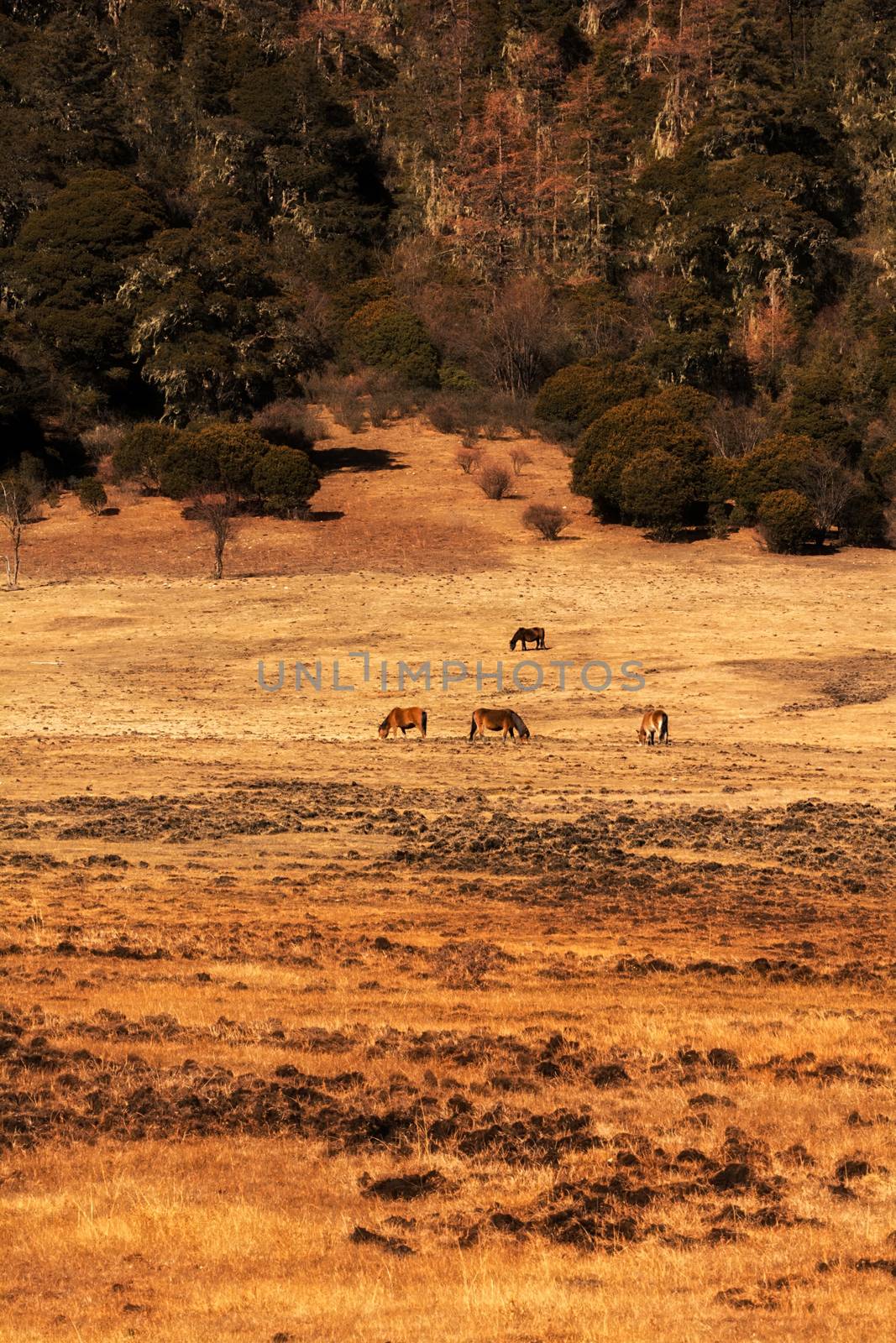 Animals in Pudacuo National Park, Shangri-la, China