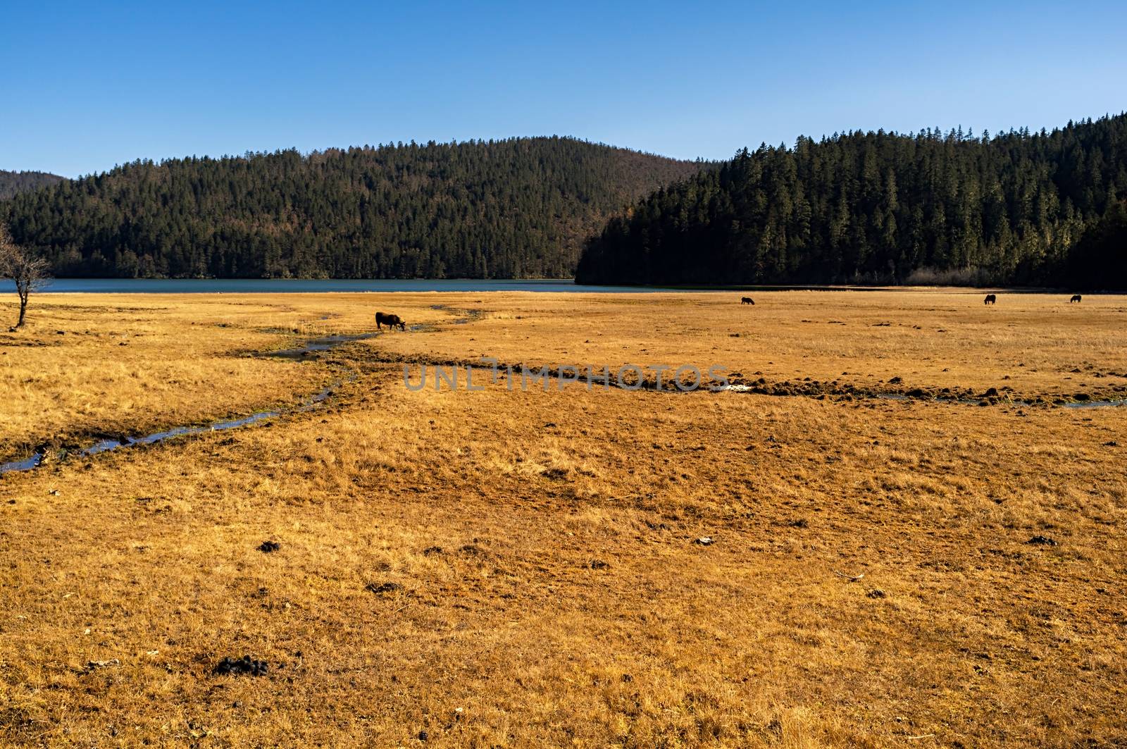 Horse grazing on pasture in Pudacuo National Park, Shangri-la, China