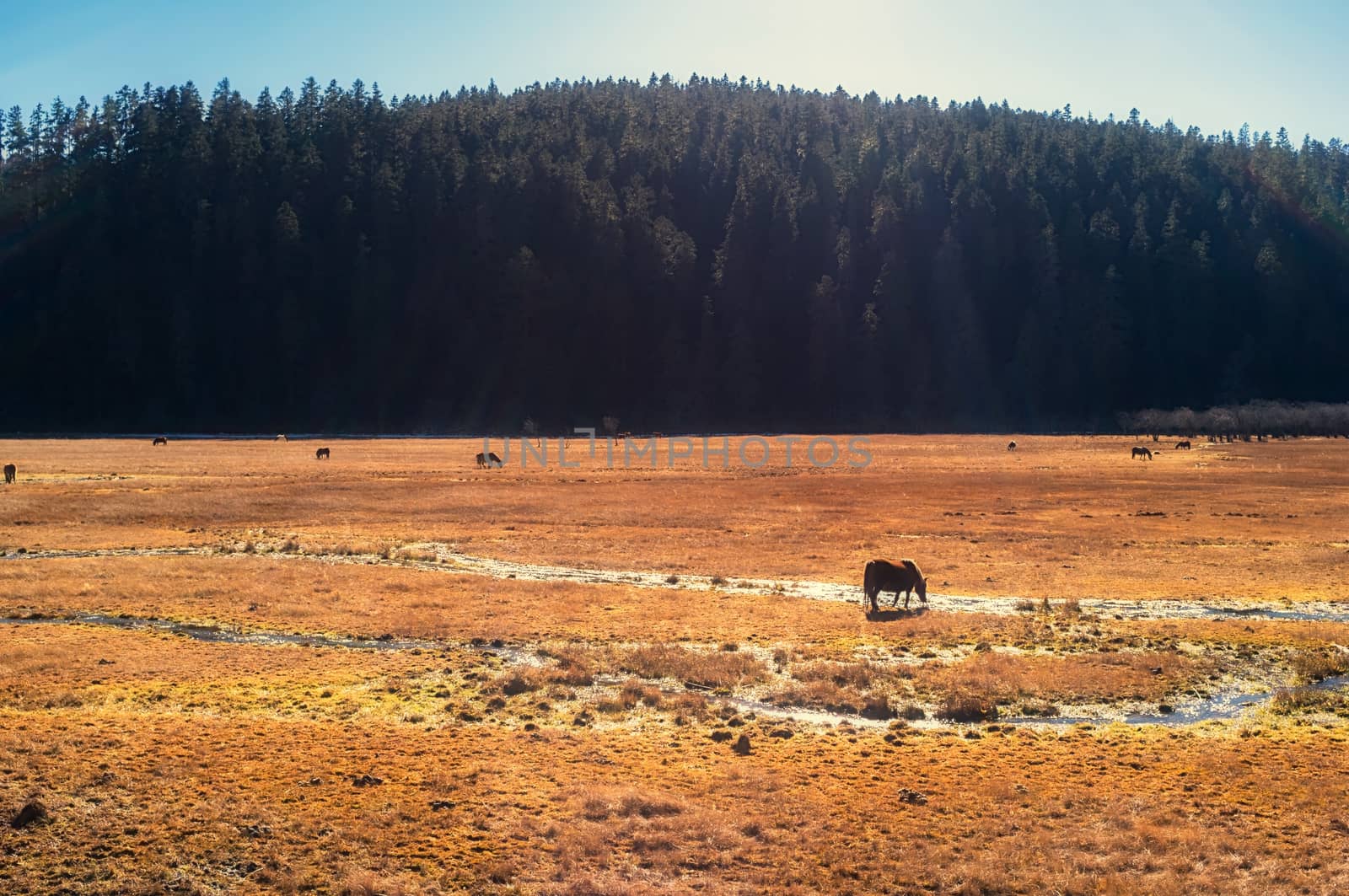 Horse grazing on pasture in Pudacuo National Park, Shangri-la, China