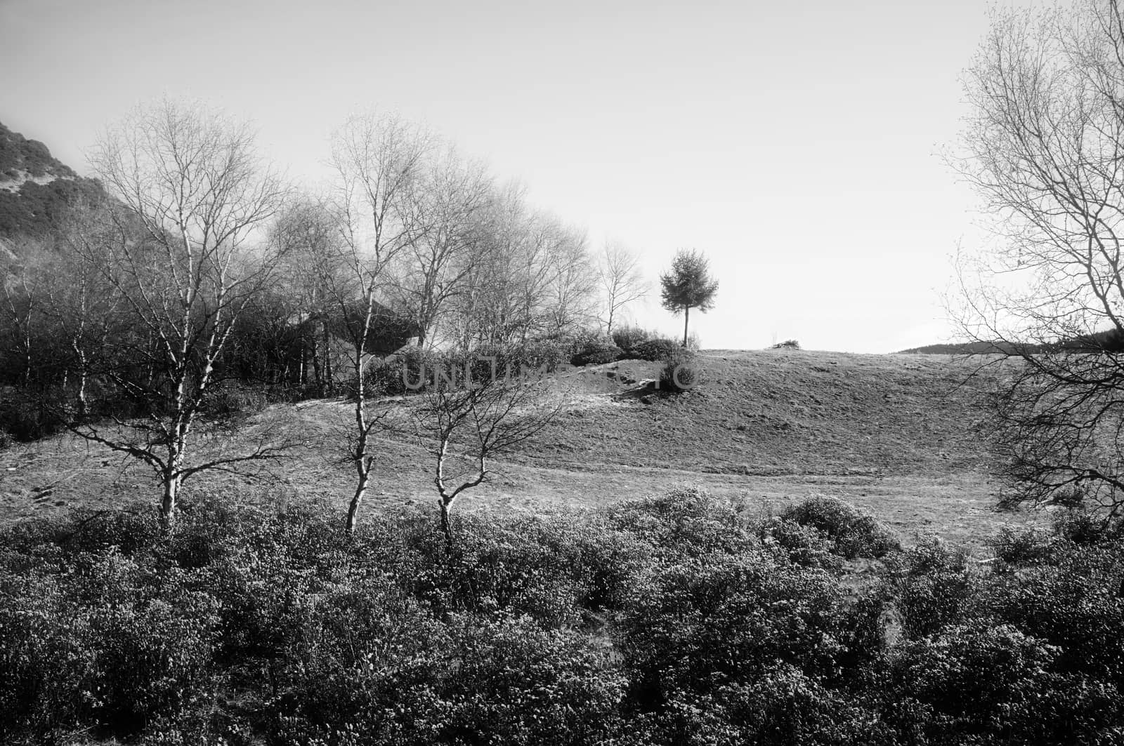 Landscape of Pudacuo National Park, Shangri-la, China