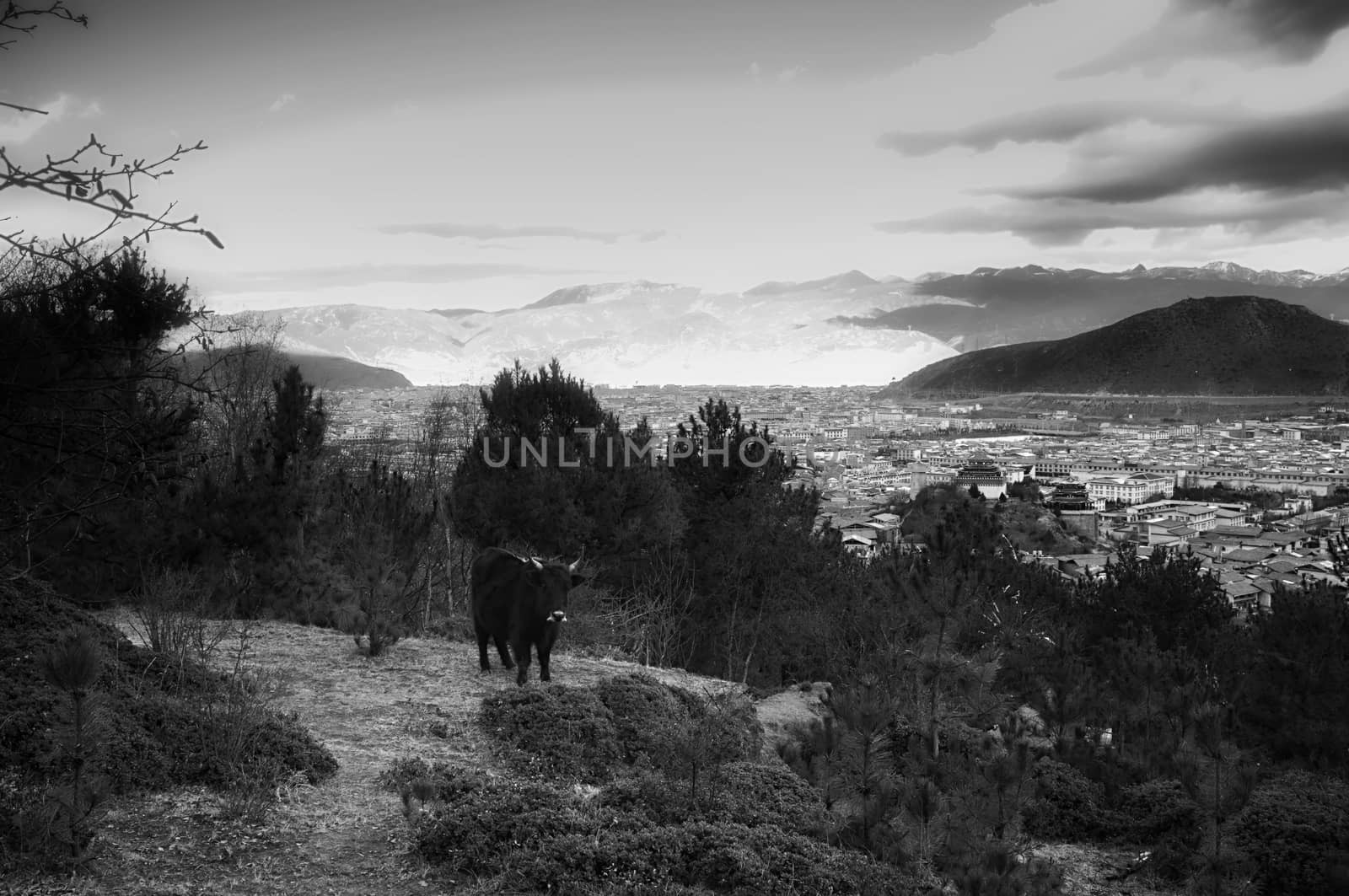 Yaks in Shangri-la old town, Yunnan, China