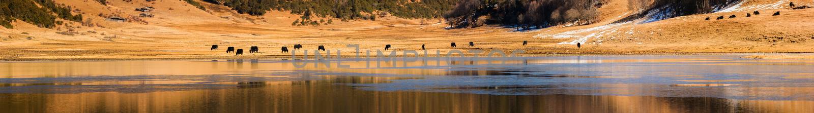 Animals in Pudacuo National Park, Shangri-la, China