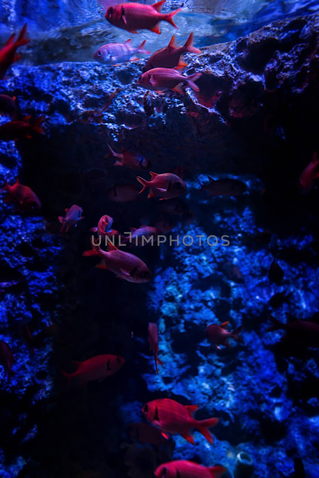 Aquarium fish in Singapore