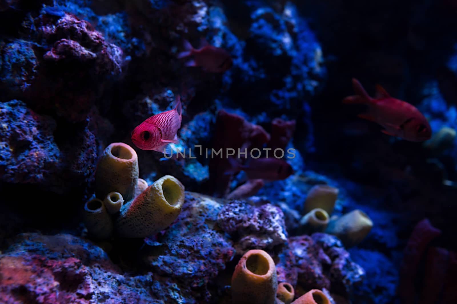 Aquarium fish in Singapore