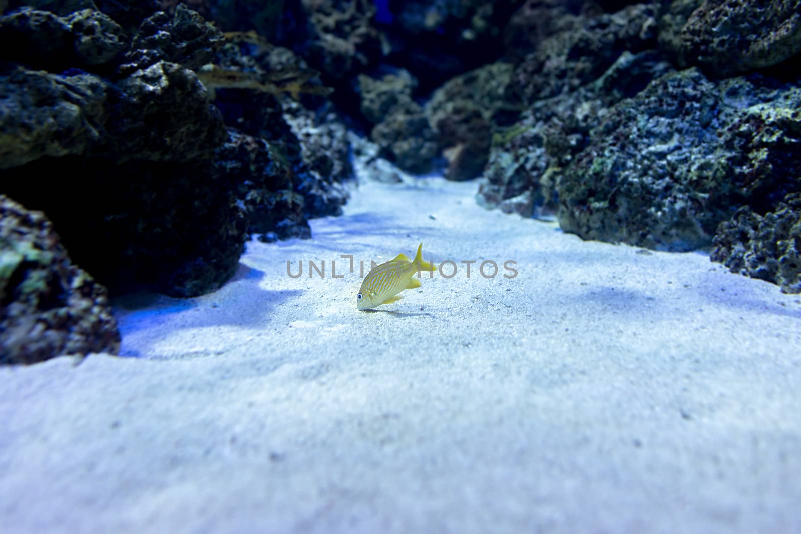 Aquarium fish in Singapore