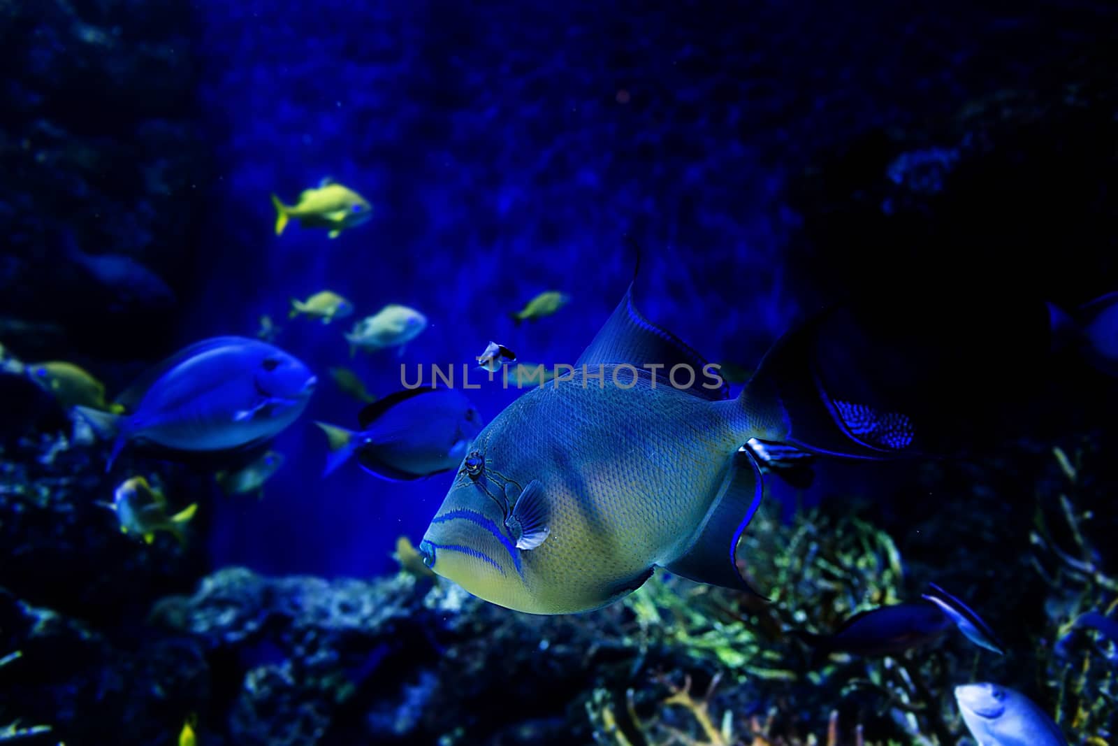 Aquarium fish in Singapore