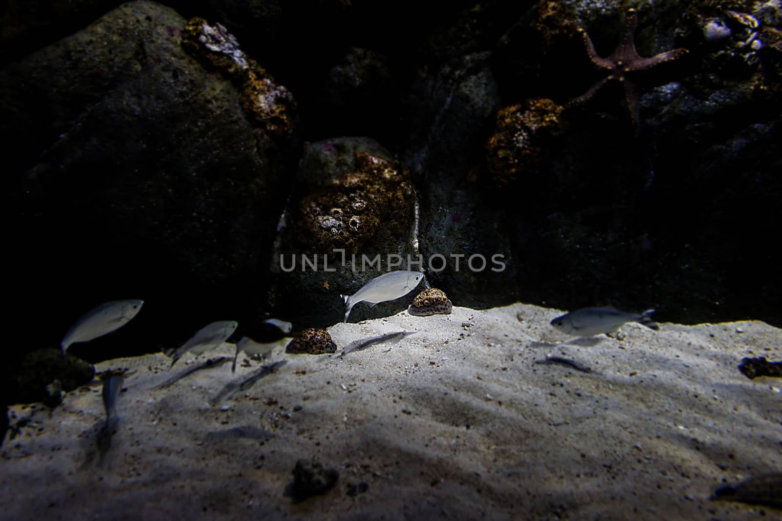 Aquarium fish in Singapore