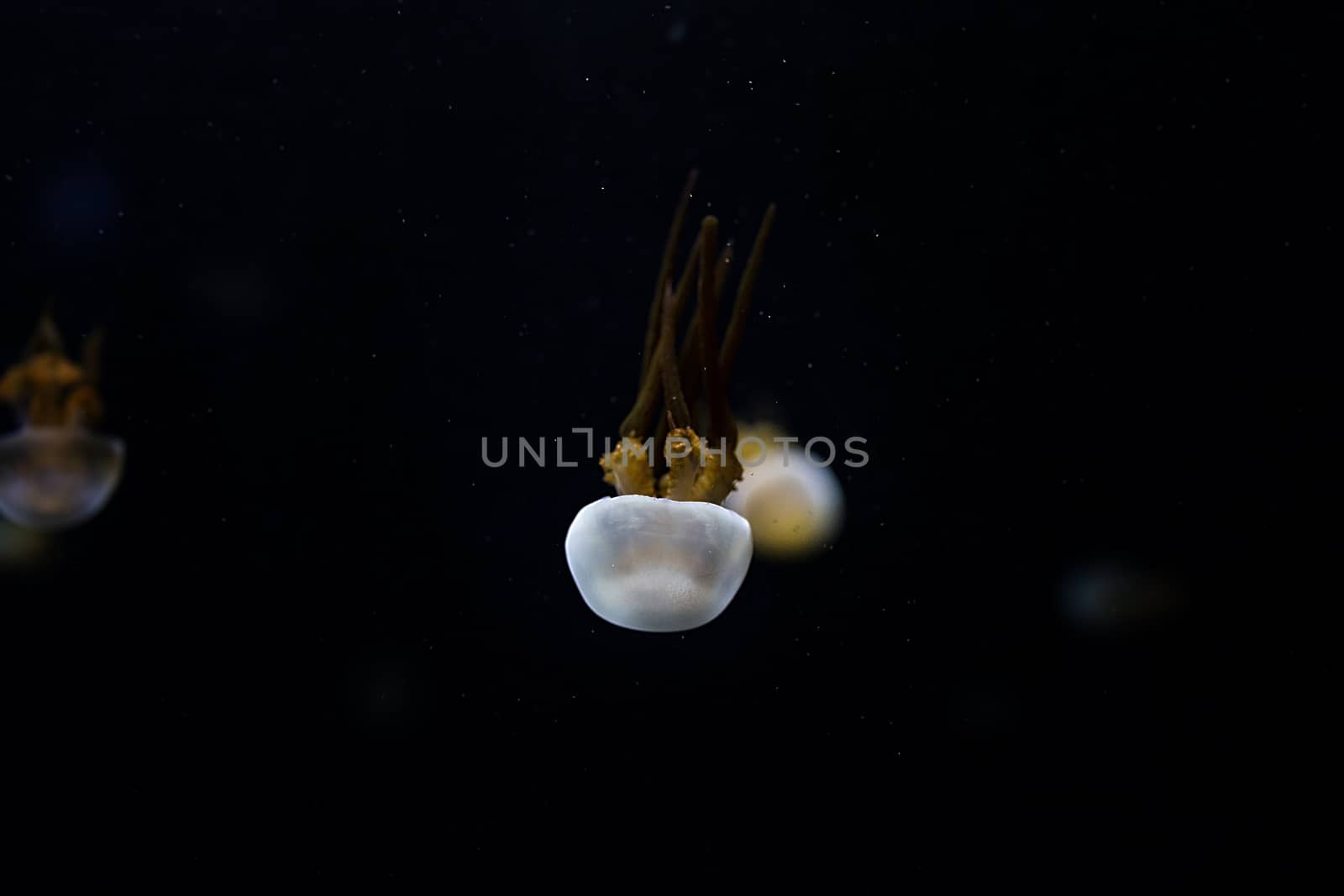 Jelly fish with close-up detailed view