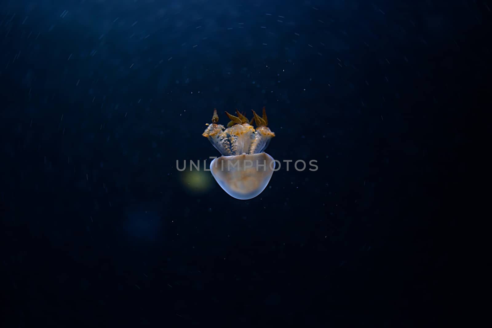 Jelly fish with close-up detailed view