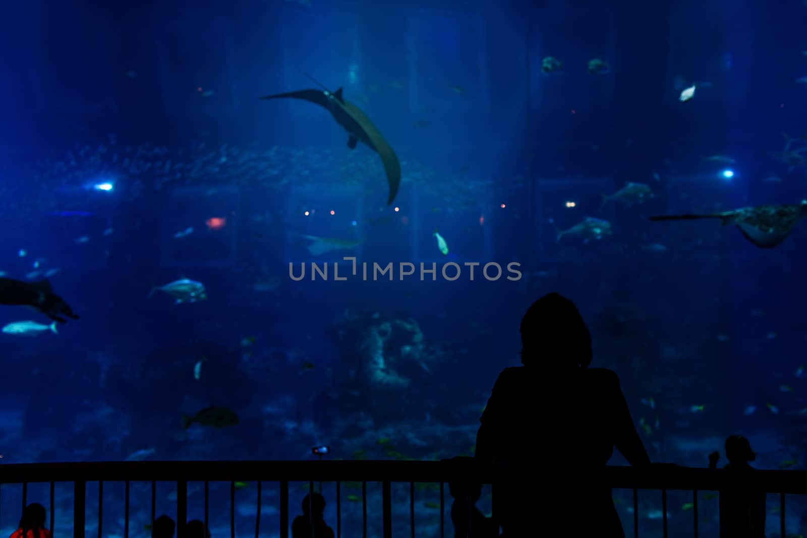 Aquarium in Singapore