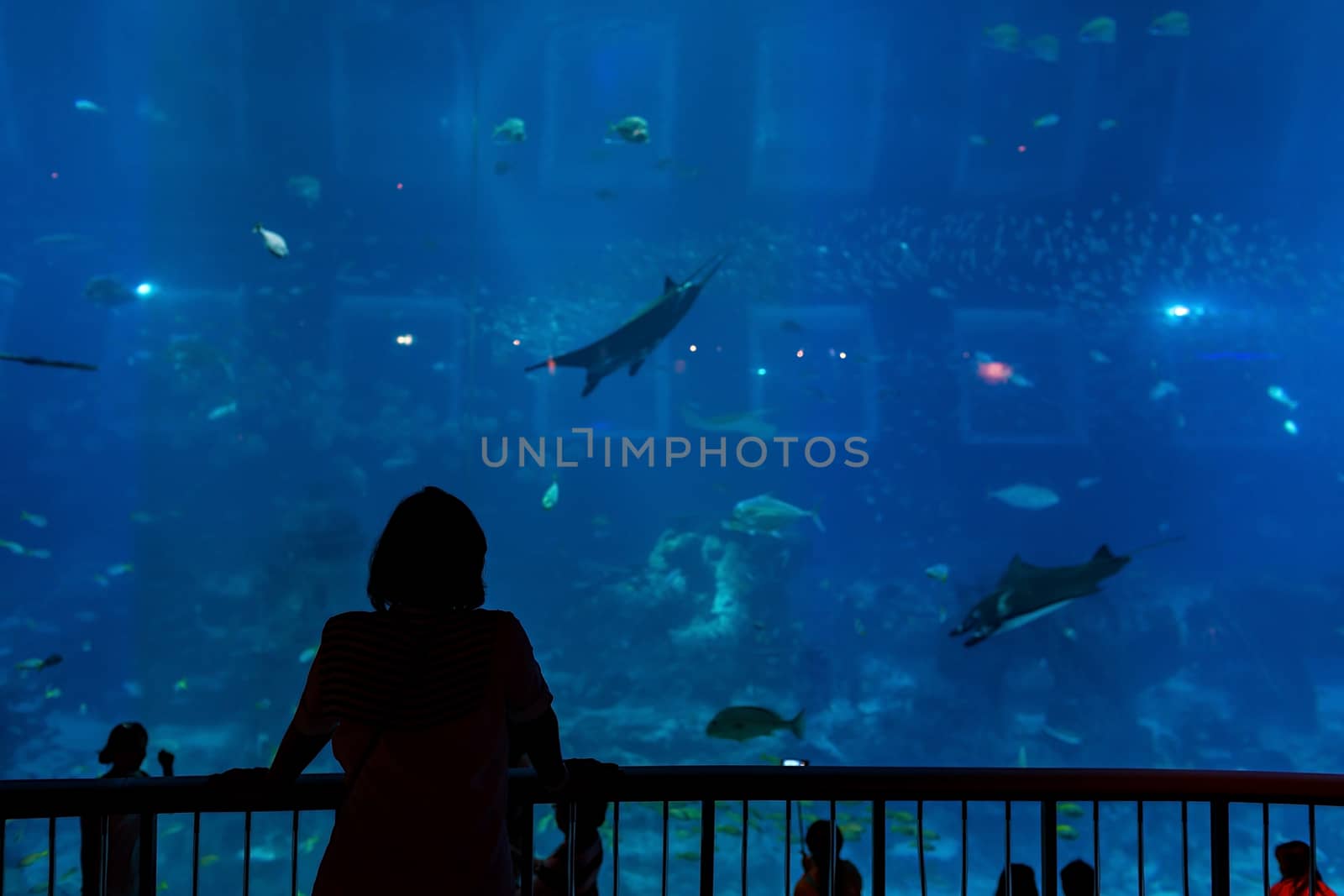 Aquarium in Singapore