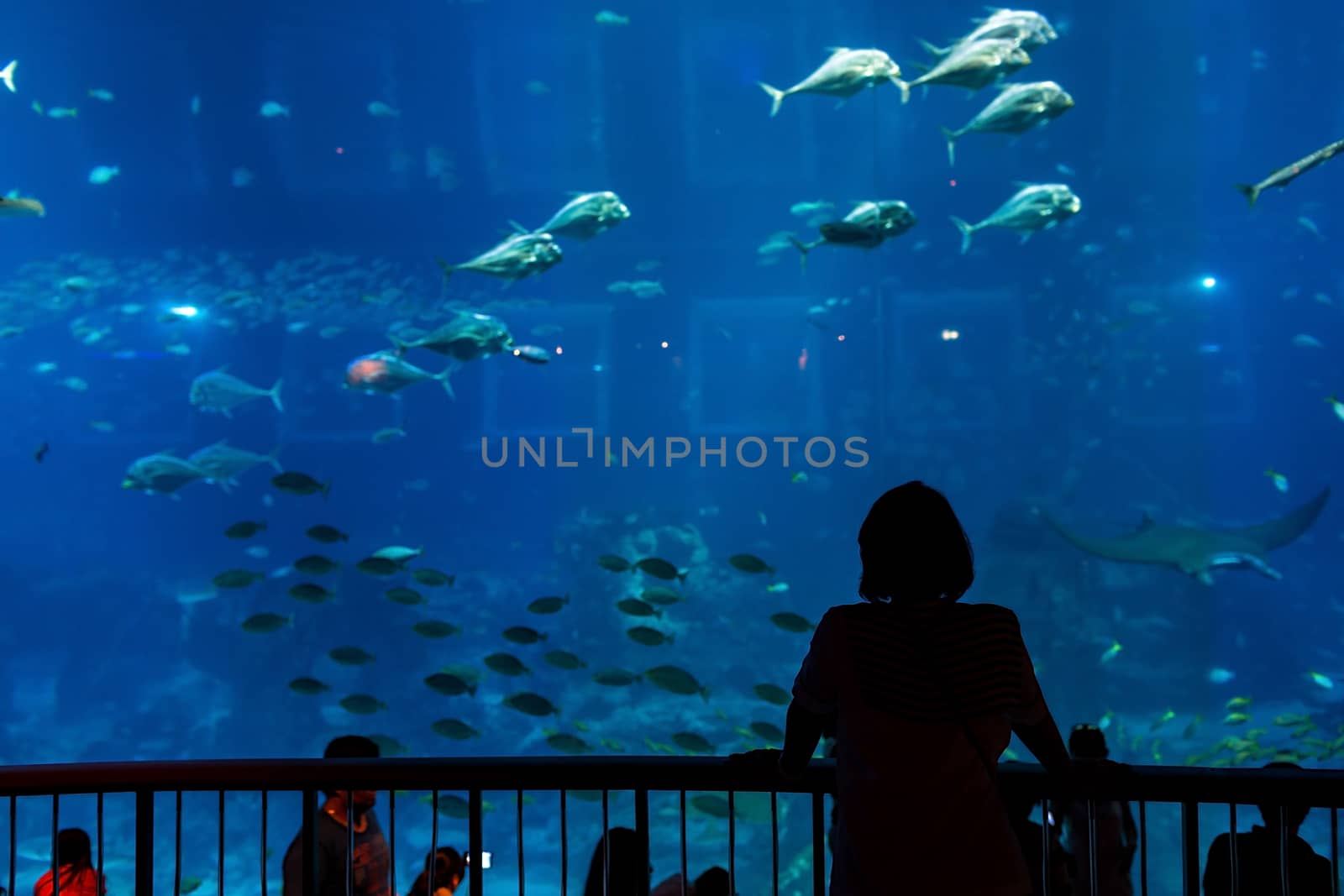 Aquarium in Singapore