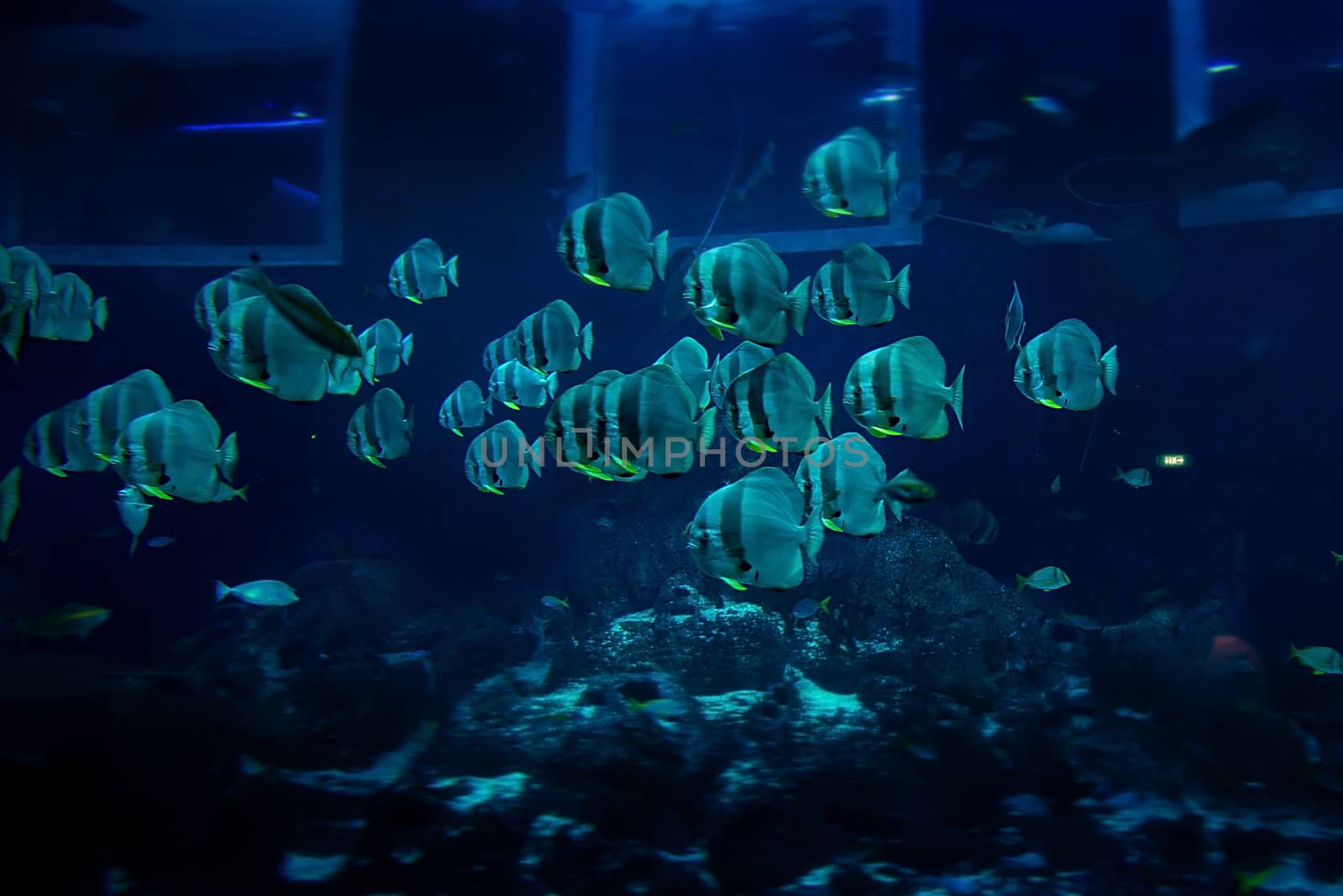 Aquarium fish in Singapore