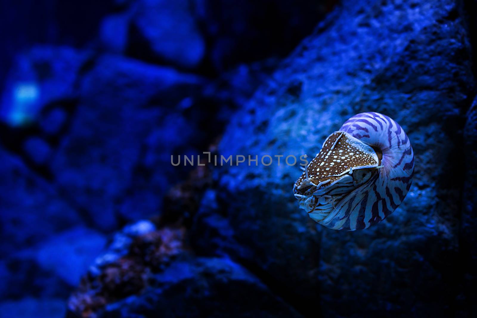 Nautilus belauensis in aquarium, Singapore