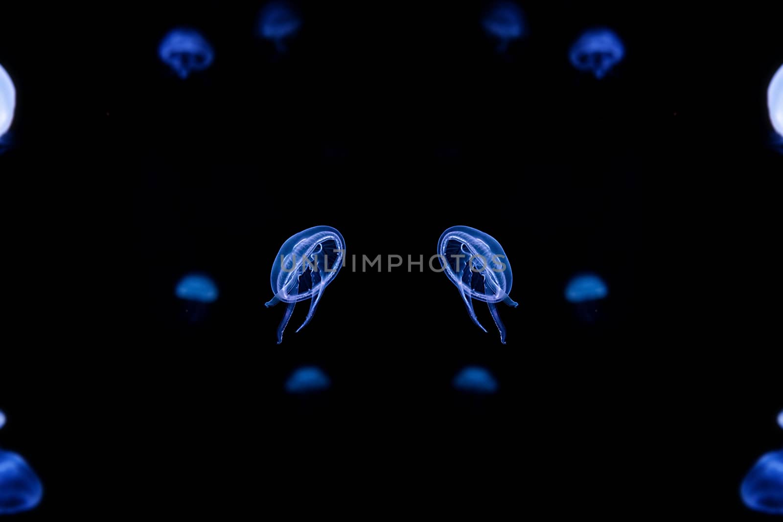 Jelly fish with close-up detailed view