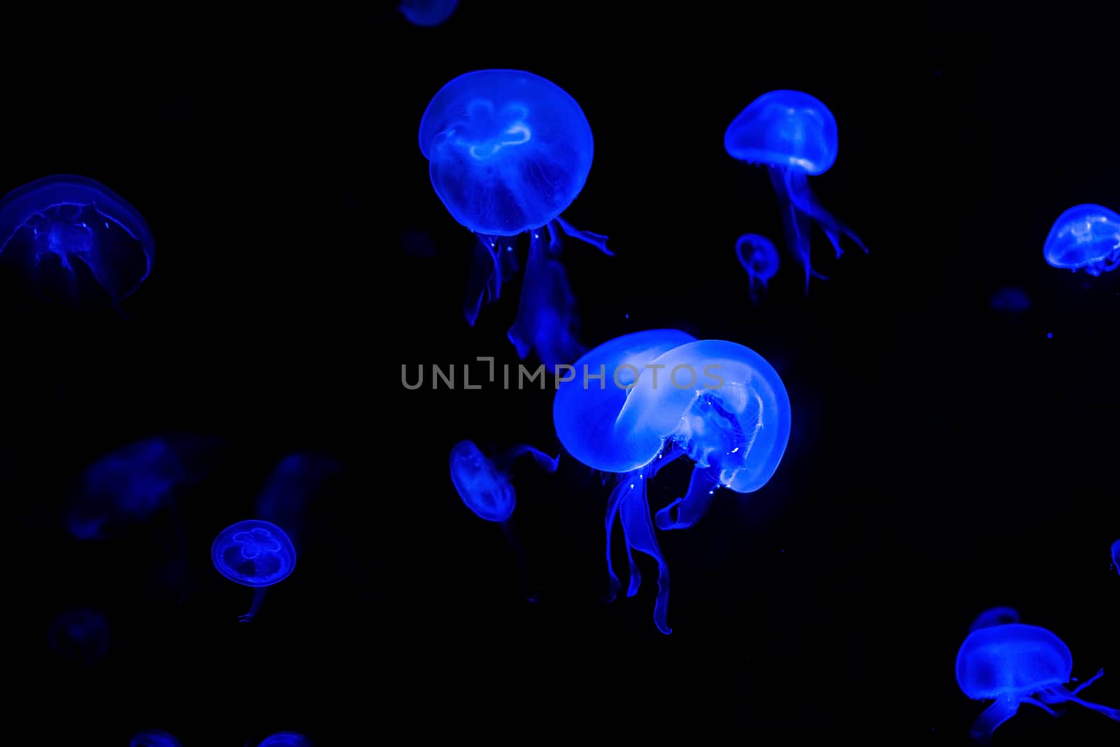 Jelly fish with close-up detailed view