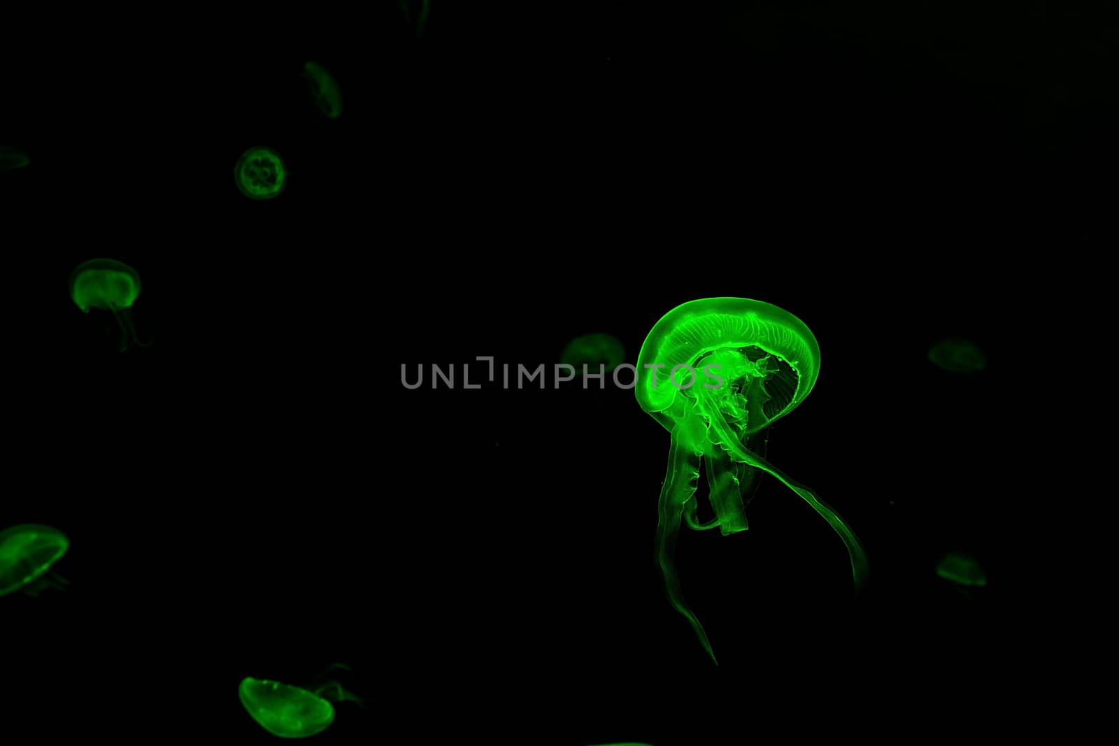 Jelly fish with close-up detailed view