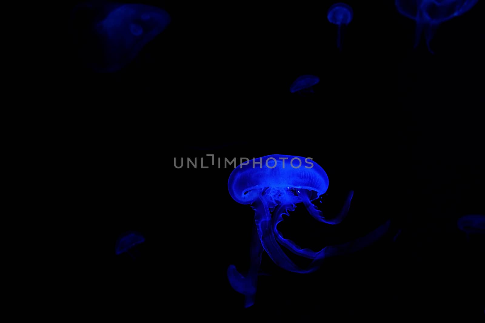 Jelly fish with close-up detailed view