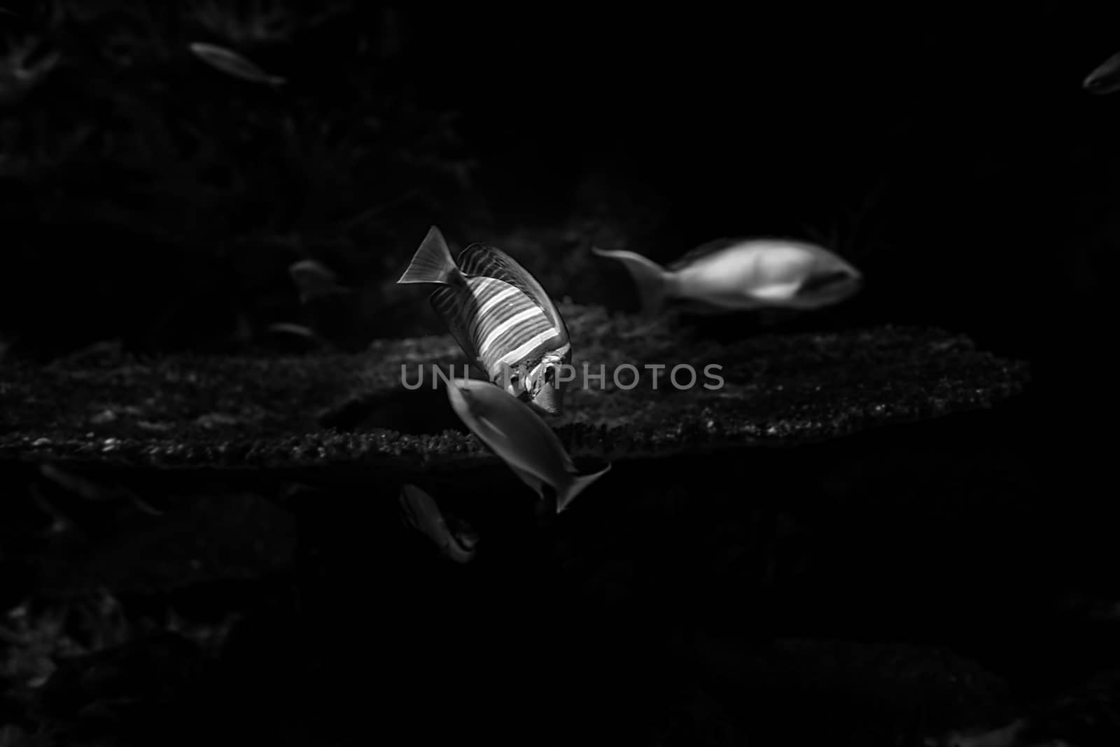 Aquarium fish in Singapore