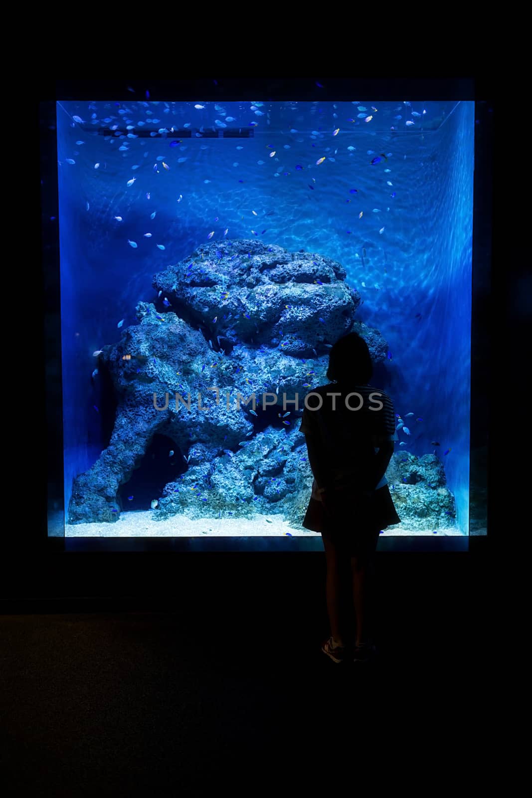 Aquarium in Singapore